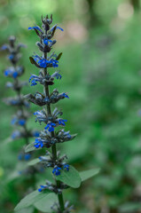 greenery, blue wild flowers