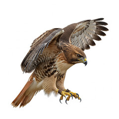 Fototapeta premium hawk perched with wings open isolated on white background