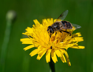 Brodawnik jesienny (Scorzoneroides autumnalis (L.) , Gnojka wytrwała (Eristalis tenax)  © tom