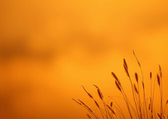 wheat field at sunset