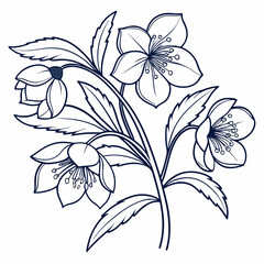 black and white hellebores