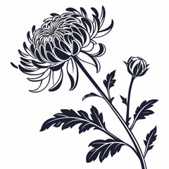  black and white chrysanthemum