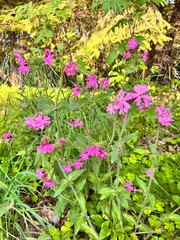 Pink blooming forest flower.silene vulgaris . Flower background