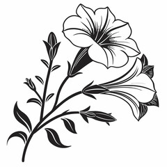 black and white calibrachoa