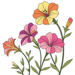 vector illustration of calendula