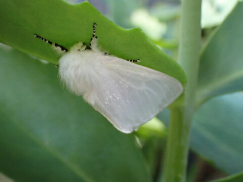 A White Satin moth (Leucoma salicis)