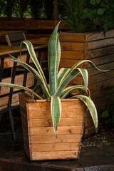 Agave americana in a wooden pot