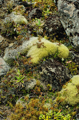 Mosses, lichen and small alpine plants on an alpine fellfield on the volcano Mount Ruapehu,...