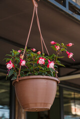 Flowers (Fuchsia 'Sir Matt Busby') Sir Matt Busby in a pot