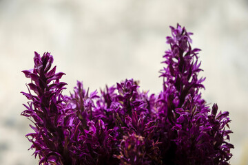Purple flowers (Lupinus) close-up, copy space