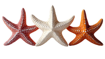 Three starfish in red, white, and orange colors isolated on transparent background
