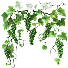Lush green grapevine with clusters of grapes hanging amidst vibrant leaves in a sunny vineyard
