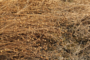brown flax plants with seeds are drying at a field in the countryside in summer closeup