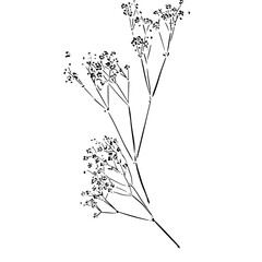 Vintage Botanical Ink Drawing