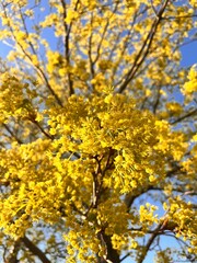 Fototapeta premium Decorative blooming Maple or Acer with lots of yellow fluffy flowers. Flower background