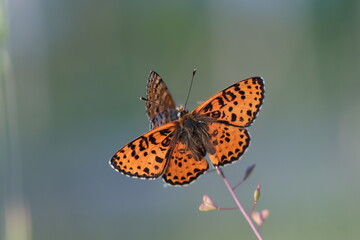 una farfalla melitaea al tramonto