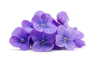 Obraz premium A delicate cluster of violet petals creates a stunning floral arrangement isolated