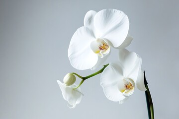 Elegant White Orchid Blooms Against a Soft Gray Background in Fine Detail