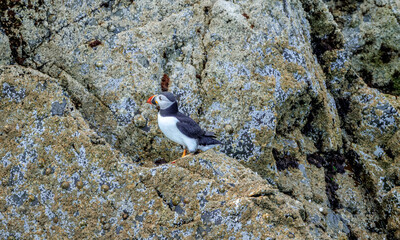 Puffins in Skomer Island, Wales, UnitedKingdom