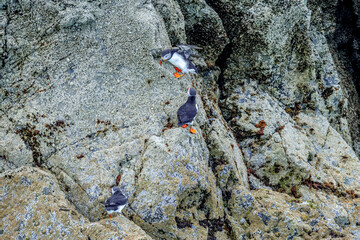 Puffins in Skomer Island, Wales, UnitedKingdom