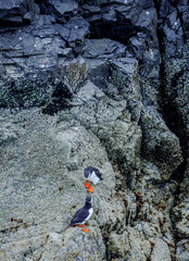 Puffins in Skomer Island, Wales, UnitedKingdom