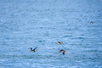 Puffins in Skomer Island, Wales, UnitedKingdom