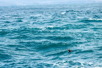 Puffins in Skomer Island, Wales, UnitedKingdom © Gina Mako