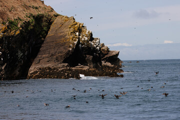 Puffins in Skomer Island, Wales, UnitedKingdom