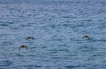 Puffins in Skomer Island, Wales, UnitedKingdom
