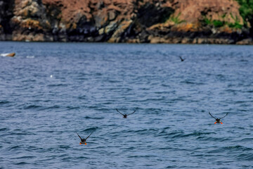 Puffins in Skomer Island, Wales, UnitedKingdom
