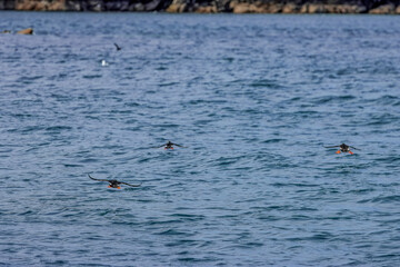 Puffins in Skomer Island, Wales, UnitedKingdom