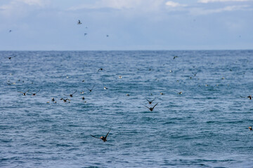 Puffins in Skomer Island, Wales, UnitedKingdom