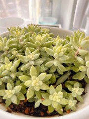 Potted succulents.Sedum morganianum with bluish fleshy leaves