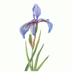 Leaves and stem with flower of blue Iris sibirica (Siberian iris or Siberian flag). Watercolor hand drawn illustration isolated on white background