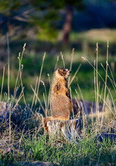 Marmot near a stump in the grass watches for danger in the wild, USA