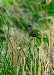 The red-winged blackbird (Agelaius phoeniceus), female small bird sits on reed stem on nature background
