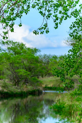A small colorful lake in the forest with trees hanging over the water, forest landscape