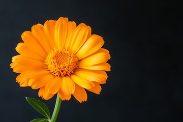 Vibrant orange calendula flower with a captivating dark background highlighting its beauty