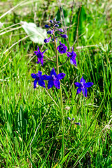 Wild plants and flowers, flora of the state of Oregon, USA