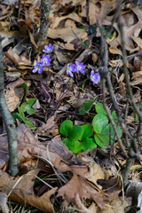 Wild plants and flowers, flora of the state of Oregon, USA