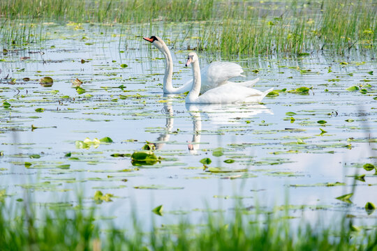 A pair of swans in shallow water among water lilies