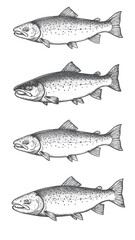 Engraved salmon illustration vintage fish swimming detailed scales bold classic graphic natural aquatic design