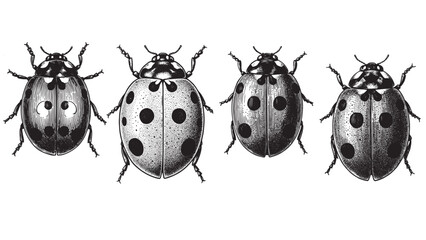 Engraved ladybug illustration vintage insect bug wings dotted nature detailed bold classic graphic outline