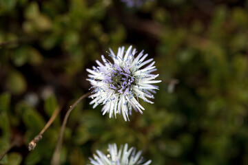 Blossom of the globe daisy Globularia meridionalis