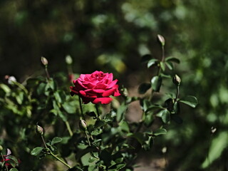 Brindabella rose
