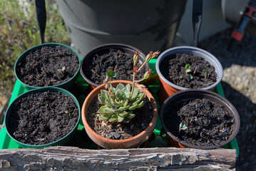 A collection of potted plants and seedlings, including a flourishing succulent, arranged outdoors,...