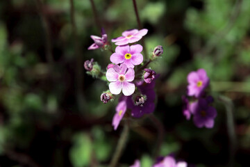 Rock jasmine, Androsace sarmentosa