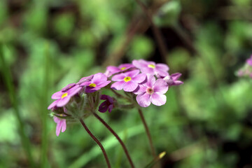 Rock jasmine, Androsace sarmentosa