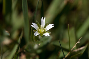 Mouse ear chickweed, Cerastium fontanum