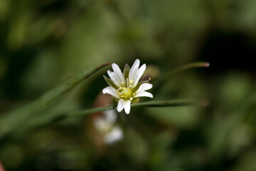 Mouse ear chickweed, Cerastium fontanum